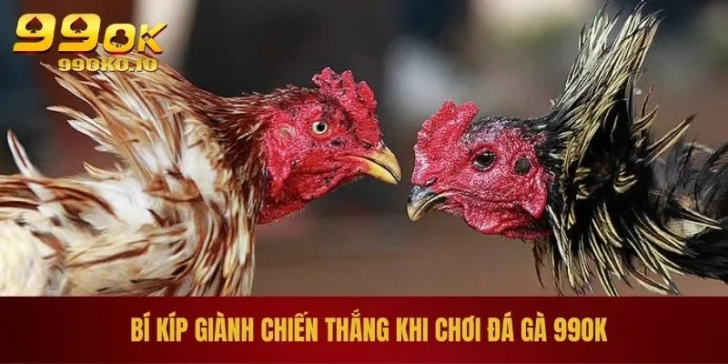 ĐÁ GÀ 99OK 4 Bí kíp giành chiến thắng khi chơi đá gà 99OK